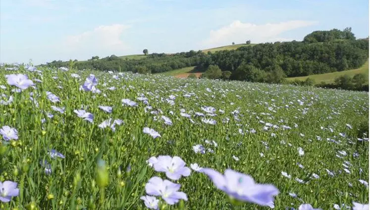 Le Grenier coopératif de l’Albigeois a démarré la  production de graines de lin en 2008. Environ 800 hectares devaient être implantés pour la campagne 2014-2015.