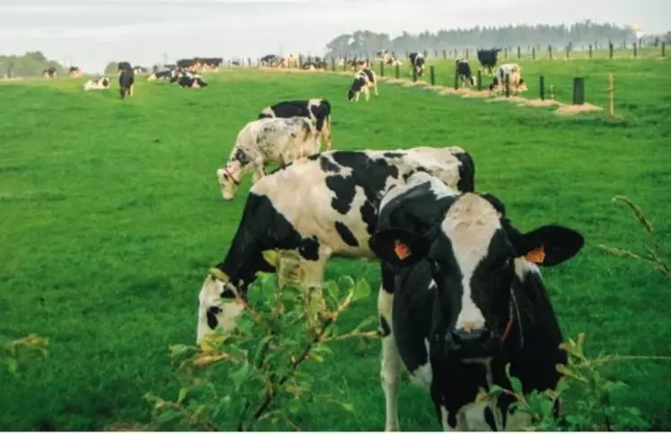 La partie « animale » du système sera présentée 
en détail en décembre lors des journées 3R.