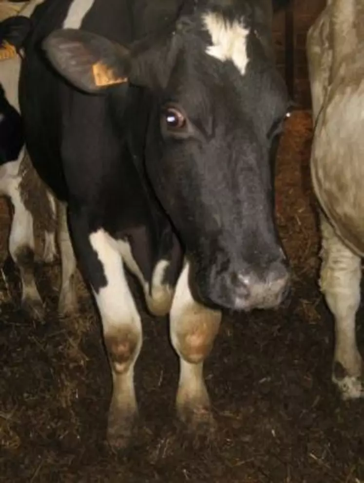 Vache atteinte de fièvre catarrhale ovine (FCO). La maladie n’a jamais été indemnisée correctement.
