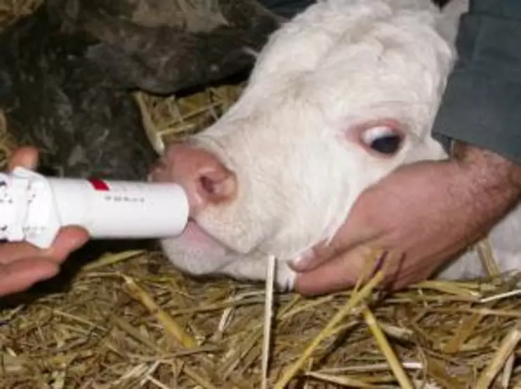 L’exposition de bovins aux antibiotiques, veaux de boucherie inclus, a diminué de 6,6 % en 2013 par rapport à 2012.