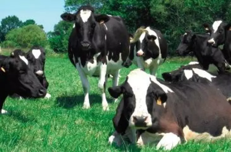 LES VACHES LAITIÈRES sont très plastiques et réactives. Elles adaptent leur consommation d’herbe aux apports en compléments.