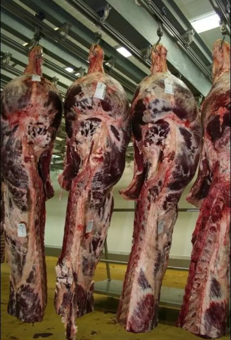 Carcasses de bovins viande.