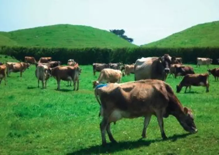 LA PRODUCTION LAITIÈRE a tout juste une centaine d’années en Nouvelle-Zélande. Celle-ci a su tirer profit des conditions naturelles très favorables en développant un système laitier original basé sur la pousse de l’herbe.