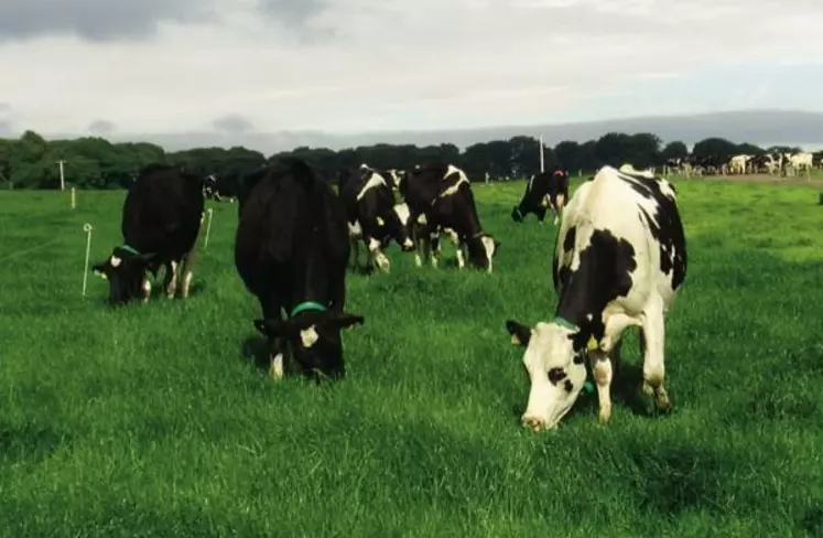 À Moorepark en Irlande, un système avec trois paddocks disponibles par 24 h est utilisé depuis deux ans pour favoriser la circulation des animaux. Une parcelle « fraîche » est accessible en milieu de nuit.