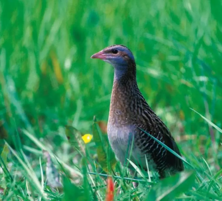 La protection du râle des genêts et autres oiseaux au comportement similaire, permet 
le maintien d’un élevage valorisant les prairies inondables, et inversement.