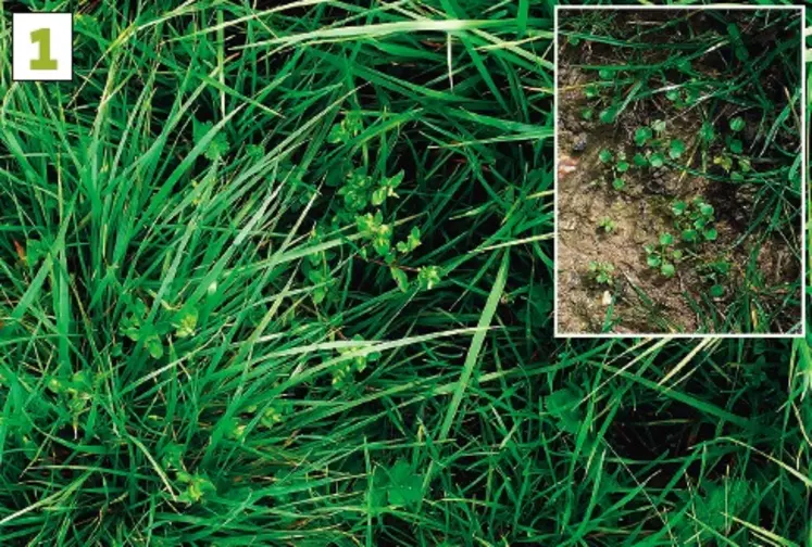Il est possible d’améliorer par des pratiques adaptées (fertilisation,
exploitation, désherbage) des prairies où la densité de bonnes graminées reste élevée et où la présence de sol nu est faible.