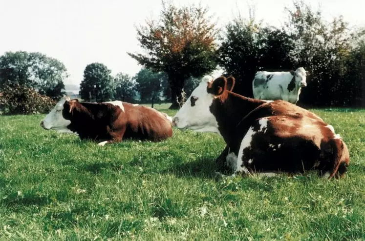 Vaches laitières au pâturage dans le Nord.