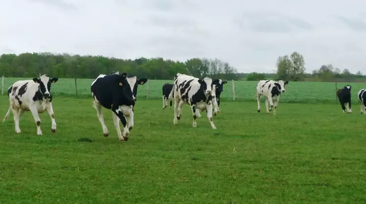 Le cahier des charges encourage l'accès au pâturage des génisses et des vaches au moins 100 jours par an dans les 50 fermes sélectionnées.