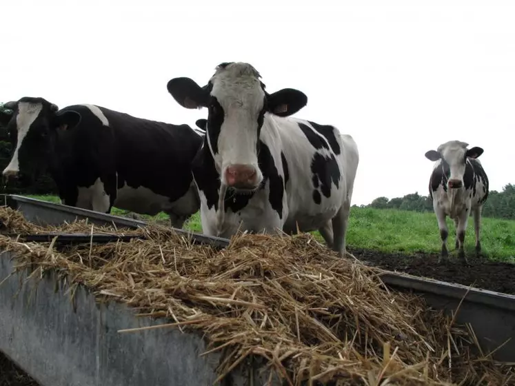 Les vaches taries reçoivent 5 kg de paille. La coupe franche de la fibre est primordiale pour garantir un effet piquant dans la panse et favoriser les contractions ruminales.