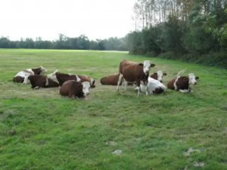 L’impact sur la santé et la production des strongles digestifs peut être très variable entre saisons, entre troupeaux, entre lots et entre individus.