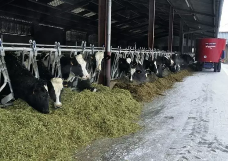 AU GAEC DES PINSONS, la ration de base type se compose
de 4 kg MS d’ensilage d’herbe (en été : foin enrubanné),
10 kg MS de maïs, 2 kg de foin de luzerne. Viennent s’y ajouter
du blé, un complémentaire azoté et du tourteau de colza.