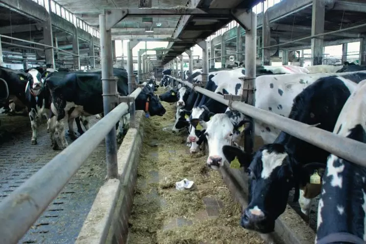 La ration est déversée 
en contrebas où 
elle est directement 
reprise par une 
bande transporteuse qui la véhicule
jusqu’au-dessus 
et dans les auges.