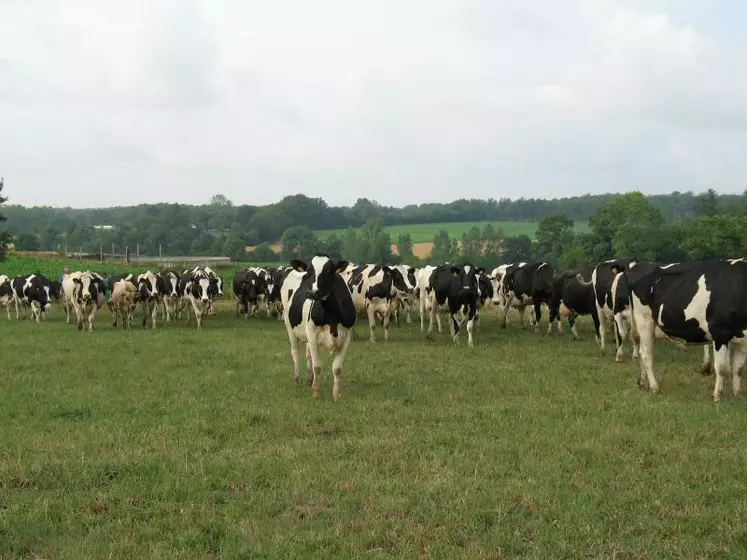 Les sénateurs ont demandé au ministre de l'Agriculture Stéphane Le Foll de faire plus pour les éleveurs.