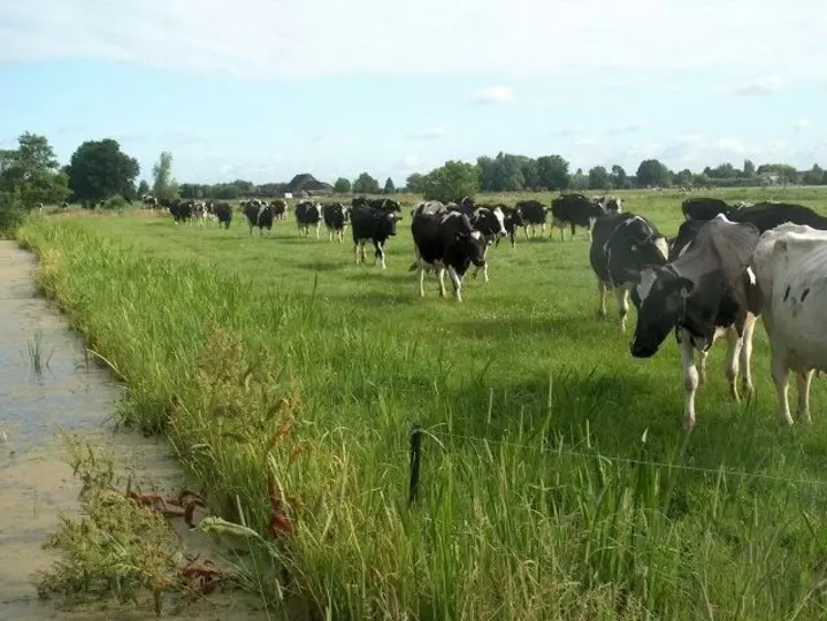 La fonction productive des prairies apparaît nettement plus importante pour les éleveurs hollandais que français.