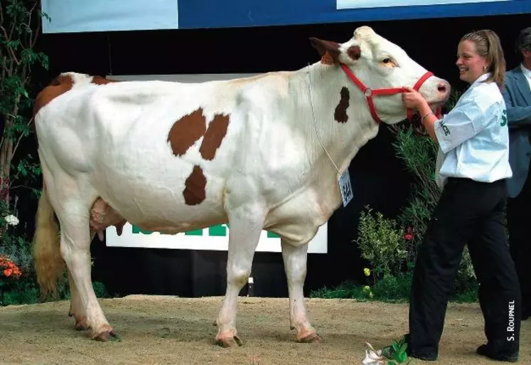 Grande championne : Vitallia, une fille de Micmac, à l'EARL La Pitardière (Vendée)