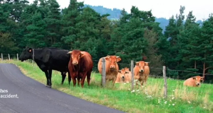 « Les animaux s'échappent pour deux raisons : une clôture défaillante et surtout la faim. Des râteliers insuffisamment approvisionnés peuvent faire beaucoup de dégâts. Mais je constate surtout des divagations en bordure de villes où les propriétaires de chiens ne sont pas toujours attentifs. Les chiens en liberté font paniquer les vaches. Une clôture ne sert à rien dans ce genre de cas. »