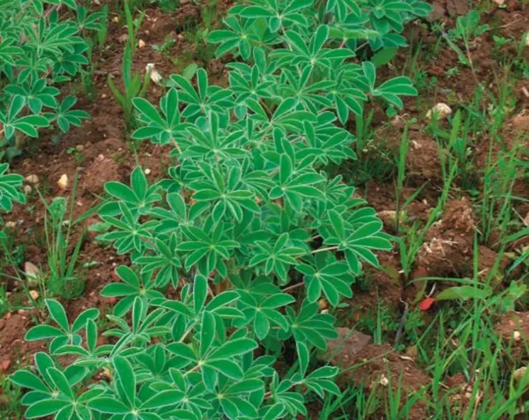Plusieurs variétés seront
testées en lupin d’hiver et lupin
de printemps.