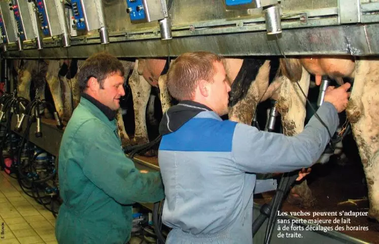 Les vaches peuvent s’adapter
sans perte majeure de lait
à de forts décalages des horaires
de traite.