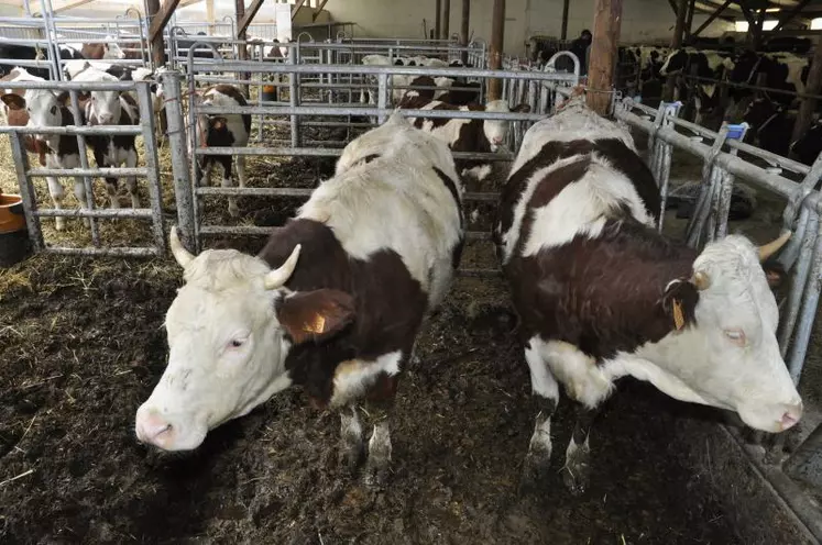 Yves Hautier a réaménagé et agrandi la stabulation entravée où il logeait ses vaches laitières. Il peut y mettre cinquante génisses, une partie en parcs et une partie à l’attache.