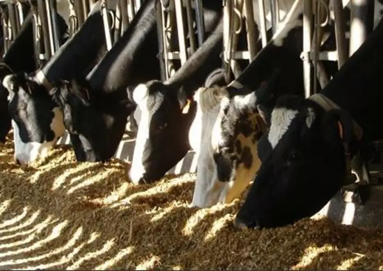 En 2013, les troupeaux comptant plus de 100 vaches sont en augmentation et représentent 5,1 % des élevages contrôlés.