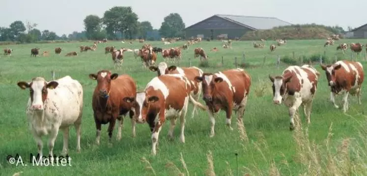 DANS LE NORD DE L’ALLEMAGNE, 10 % des livreurs des grandes coopératives ne sont pas
adhérents et pourraient être utilisés comme « fusibles » en cas de surplus de lait.