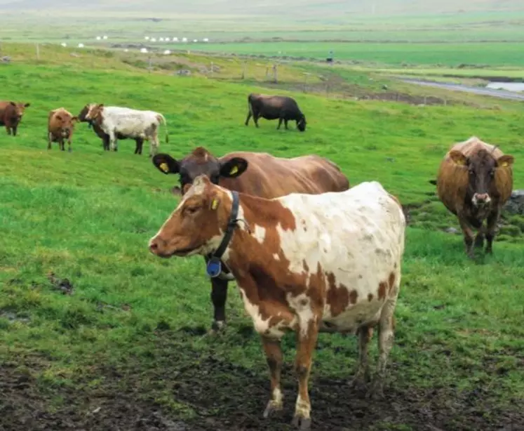Les vaches islandaises sont rustiques. L’importation de bovins
est interdite. Seule l’importation de semences Angus et Limousines
est autorisée. L’Islande est indemne de BVD et d’IBR.