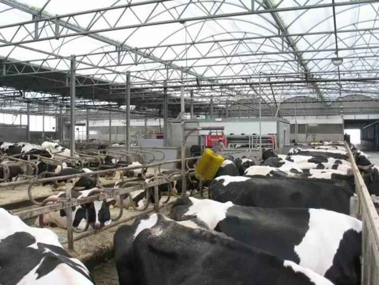 Vaches laitières en stabulation aux Pay-Bas.