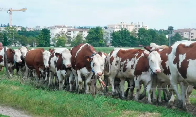 LE SYSTÈME EST FACILE À GÉRER avec le système
de chemins mis en place. Les vaches sont
mises le soir dans la nouvelle parcelle et
vont seules du bâtiment au pâturage.