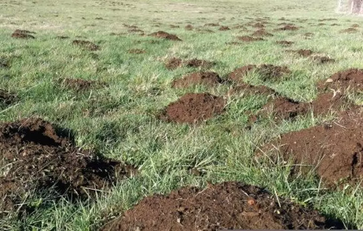 TOUTES ESPÈCES DE CAMPAGNOLS
CONFONDUES, quelque quatre millions
d’hectares auraient été touchés
l’an dernier sur le territoire français.