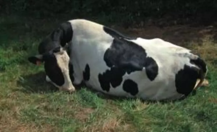 AVEC TROP PEU DE POTASSIUM SANGUIN, cette
vache reste par terre, le cou en zigzag.