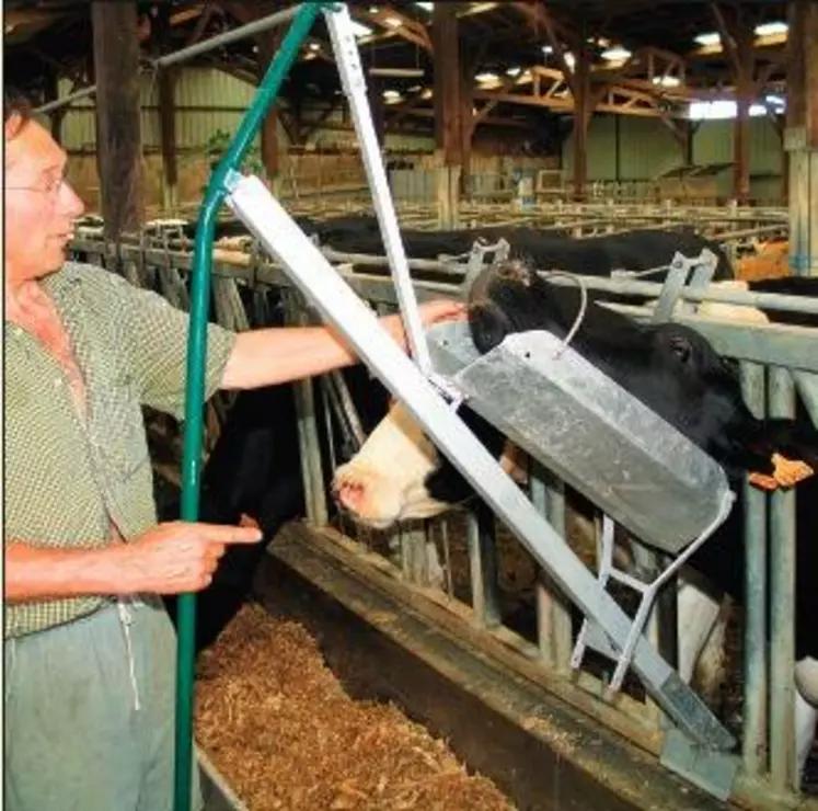 La tête de la vache se positionne dans la gouttière en position
semi-verticale et s’immobilise.