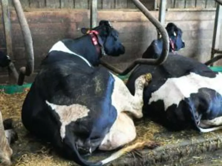 Il existe un lien net entre le manque de confort des logettes et les boiteries… même si certaines vaches semblent s’en arranger !
