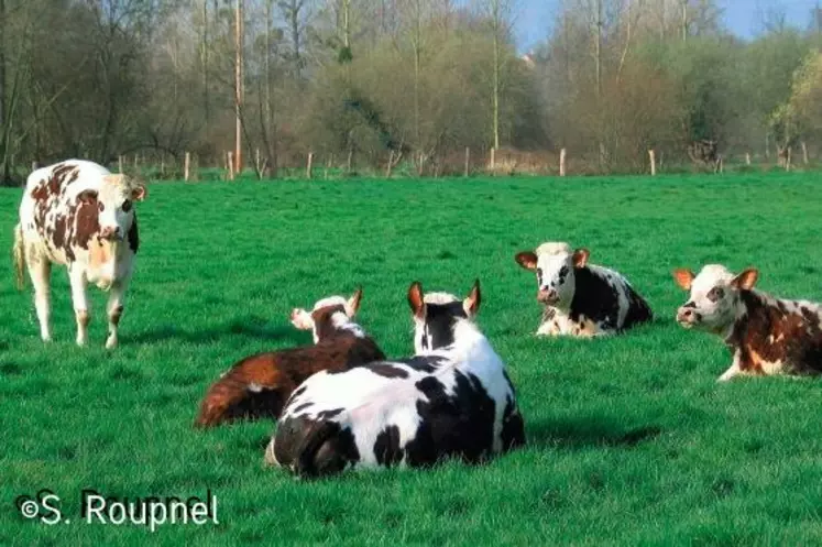 « LA PART DES PRAIRIES, LA CONSOMMATION DE CONCENTRÉS
et d’engrais minéraux, le taux de renouvellement… ont
des incidences sur le bilan azoté et l’empreinte carbone
des élevages », exposent les chercheurs du programme
Dairyman.