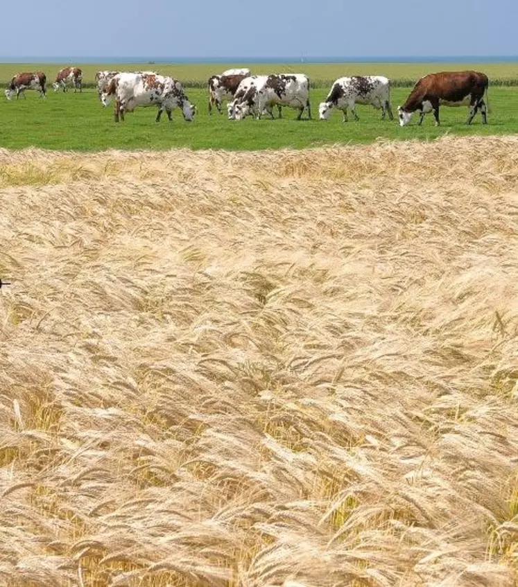 L’INTÉRÊT D’UNE PRODUCTION doit se raisonner sur une
moyenne de plusieurs années. Et pas seulement sur
la base de prix conjoncturels.