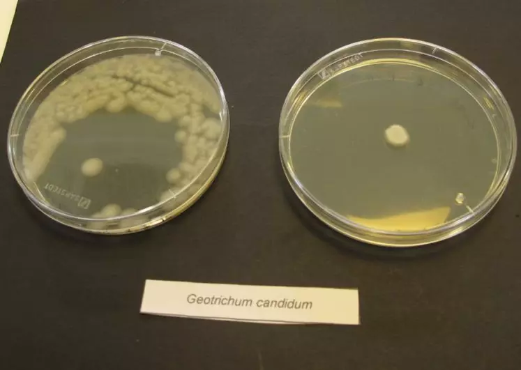 Extrait de la collection, Geotrichum candidum, espèce dominante retrouvée sur les fromages affinés.