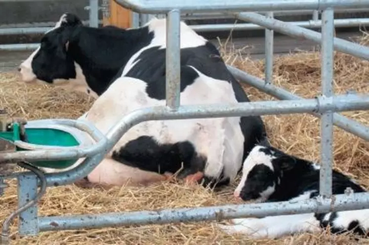 L’ALIMENTATION DE
LA VACHE PENDANT
LA GESTATION
peut modifier
les « marques
épigénétiques »
et ainsi avoir
un impact sur
le veau à naître.