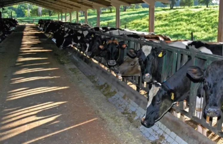 Sur la ferme Tangara au Brésil,
un million de litres de lait est produit
par an.