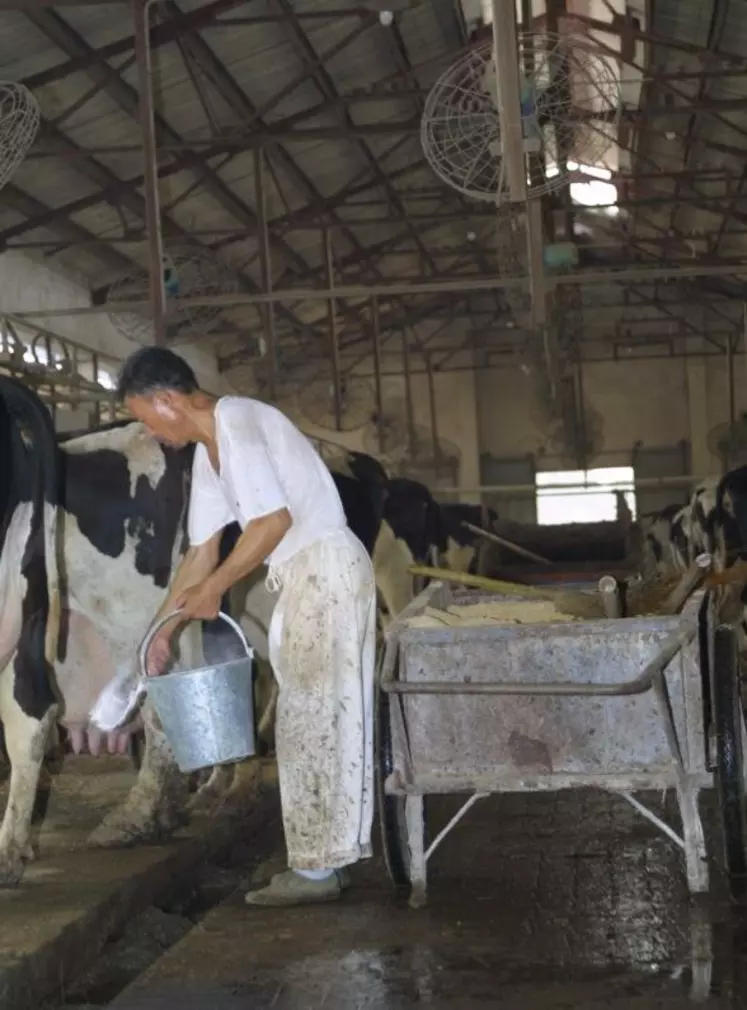 Elevage laitier dans une ferme d'Etat chinoise dans la région de Shanghai.
