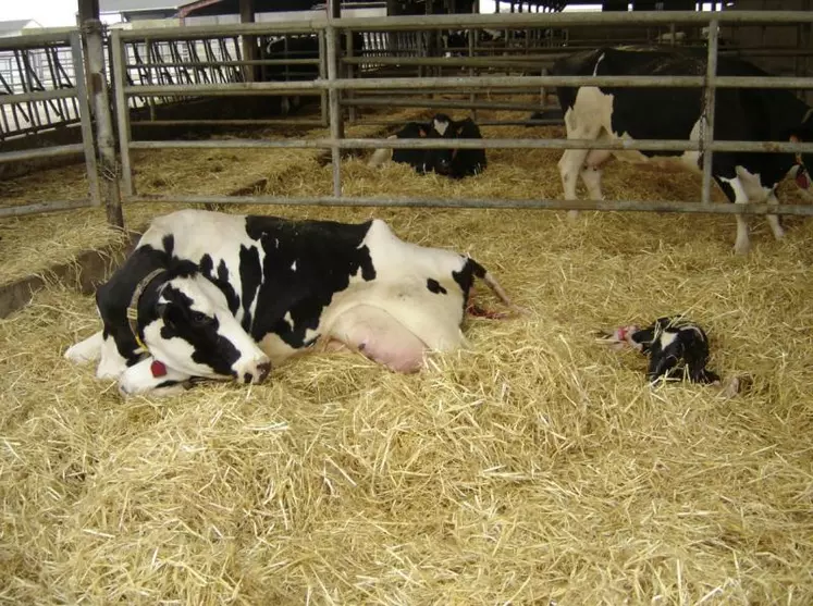 Vêlage d'une vache de race Prim'holstein sur le domaine expérimental de Bressonvilliers.