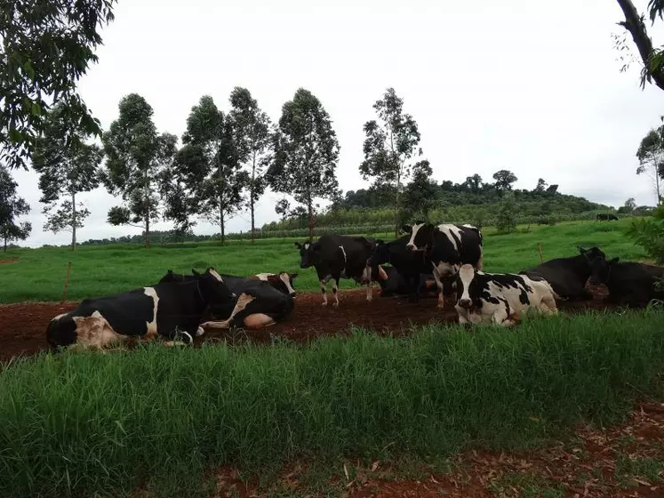 Pour augmenter la production laitière, le levier principal visé est la hausse de la productivité animale.