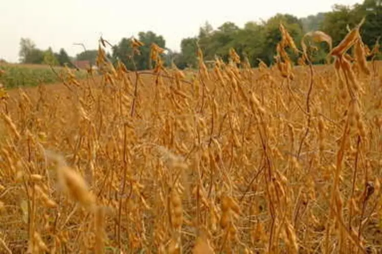 À systèmes constants, s’il l’on misait sur du soja français plutôt que du soja importé, les deux tiers des surfaces se verraient déjà englouties par les bovins ...