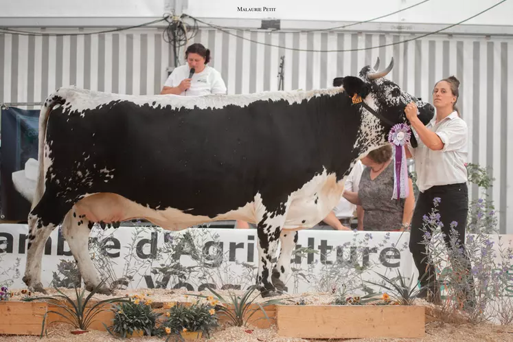 Paquerelle (Oscar) – Ferme d’Aneuménil (88) - Championne tarie