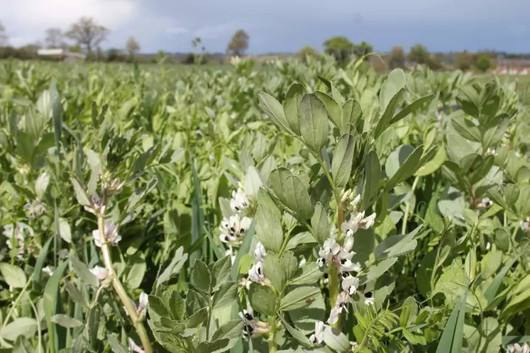 Le mélange à base de pois fourrager (40 kg/ha), féverole (65 kg/ha), vesce (15 kg/ha) et avoine (17 kg/ha) a donné les meilleurs résultats. © F. Mechekour