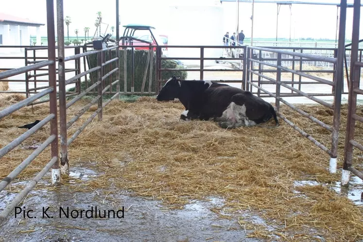 Mieux vaut déplacer la vache dans le box de vêlage moins de deux jours avant la mise-bas. © K. Nordlund