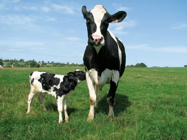La vache tarie doit se positionner comme l’animal le plus important de l’élevage. © S. Roupnel