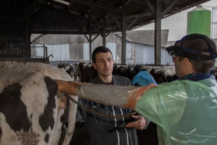 Lors des visites de suivi, les vaches en lactation (fraîches vêlées, non vues en chaleur…) sont contrôlées. © O. Crenn