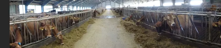 Le nouveau bâtiment de taille XXL présente de bonnes conditions d’ambiance : belle luminosité, pas d’odeur, peu de bruit. Il a été pensé pour le confort des animaux (même s’il n’y a pas tout à fait une place par vache) et la facilité de travail. © C. Bausson