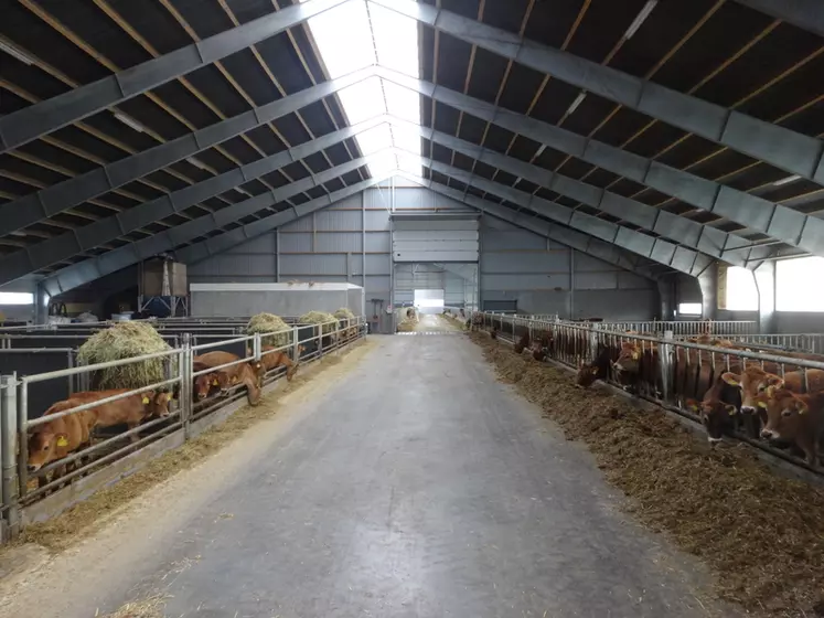 Le nouveau bâtiment de taille XXL présente de bonnes conditions d’ambiance : belle luminosité, pas d’odeur, peu de bruit. Il a été pensé pour le confort des animaux (même s’il n’y a pas tout à fait une place par vache) et la facilité de travail. © C. Bausson