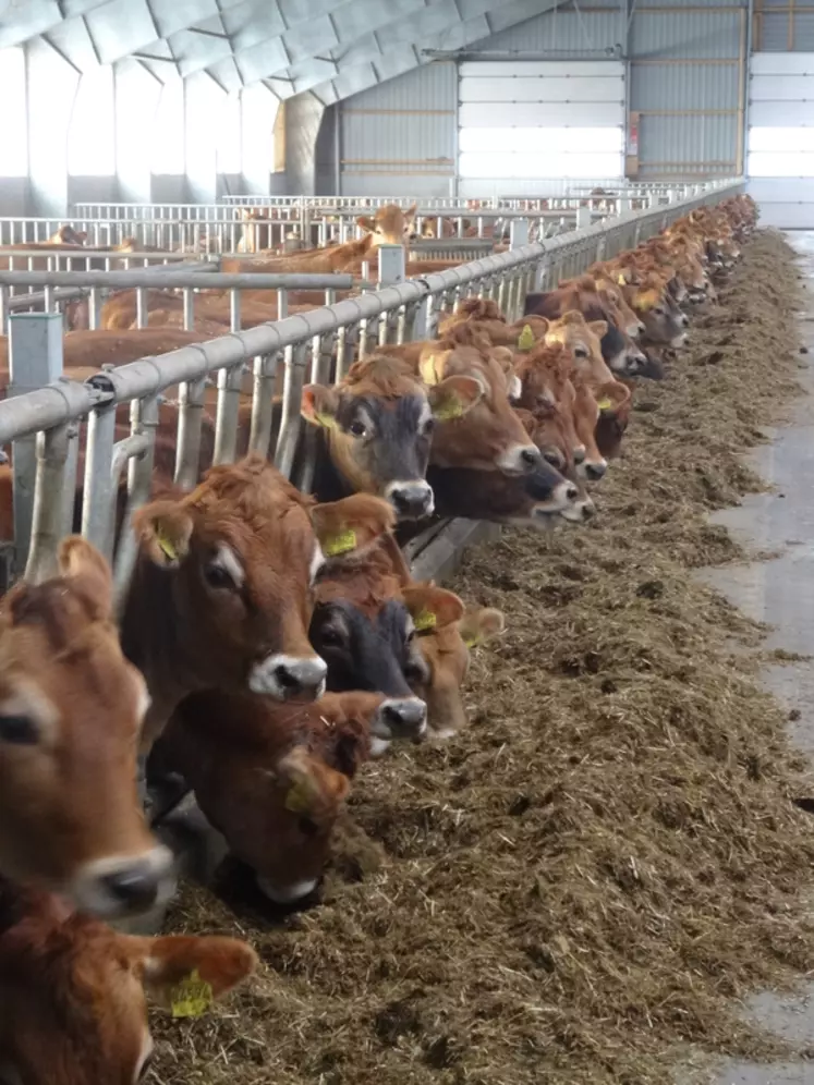 Les installations sont modernes et fonctionnelles. La rigueur des soins aux animaux et le confort sont primordiaux. Les vaches disposent de logettes sur sable et les couloirs sont équipés de caillebotis. Les vaches sont réparties en cinq lots. Tous les animaux reçoivent le même régime. Seules les quantités et la complémentation minérale évoluent selon la catégorie. L’exploitant limite les changements d’alimentation et de ration et fait en sorte que les ... © C. Bausson