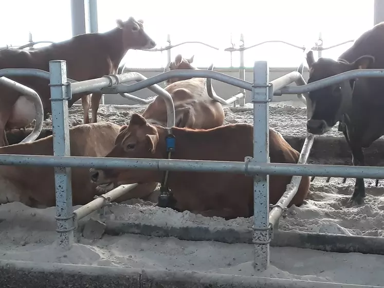 Les installations sont modernes et fonctionnelles. La rigueur des soins aux animaux et le confort sont primordiaux. Les vaches disposent de logettes sur sable et les couloirs sont équipés de caillebotis. © C. Bausson